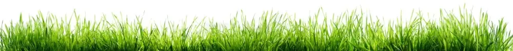 grass-isolated-white-grass-isolated-white-spring-border-113762411