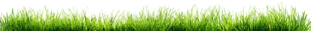 grass-isolated-white-grass-isolated-white-spring-border-113762411